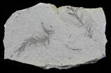 Metasequoia (Dawn Redwood) Fossil - Montana #62352-1